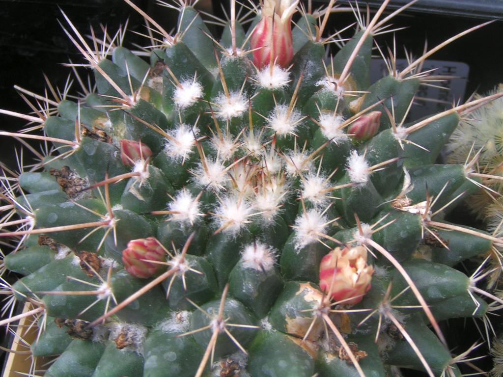 Mammillaria rioverdense Rep.1183